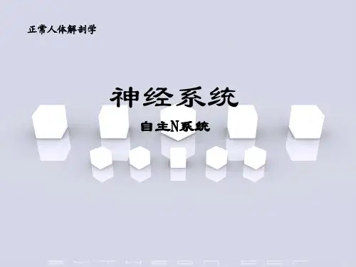 《正常人体解剖学》教学课件-自主N系统