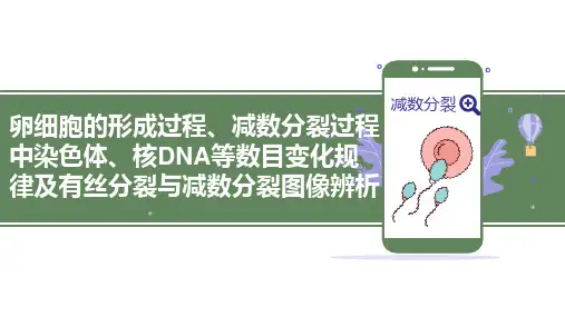 卵细胞的形成过程、减数分裂过程中染色体、核DNA等数目变化规律及有丝分裂与减数分裂图像辨析