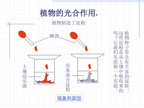 七年级生物 《植物的光合作用》 ppt课件