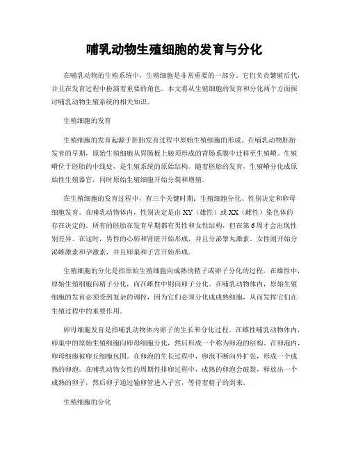 哺乳动物生殖细胞的发育与分化