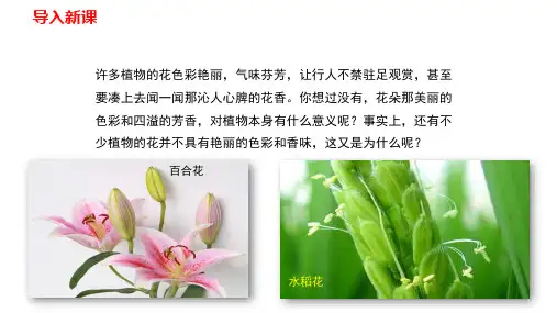 人教版生物七上3.2.3开花和结果课件