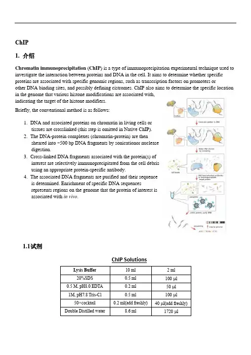 ChIP操作步骤
