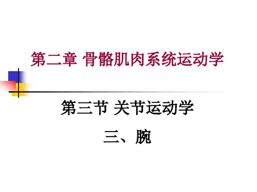 关节运动学(三、腕)肌肉和神经支配