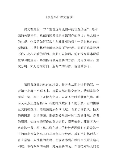 《灰椋鸟》课文解读