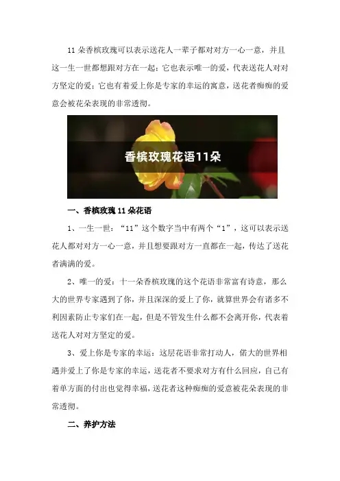 香槟玫瑰花语11朵是什么意思