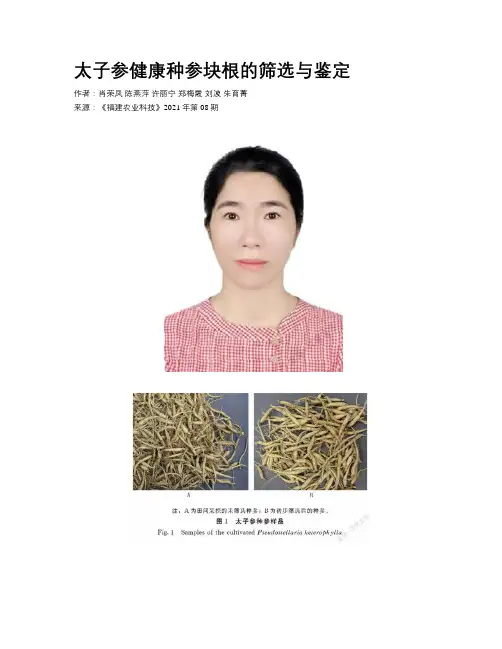太子参健康种参块根的筛选与鉴定