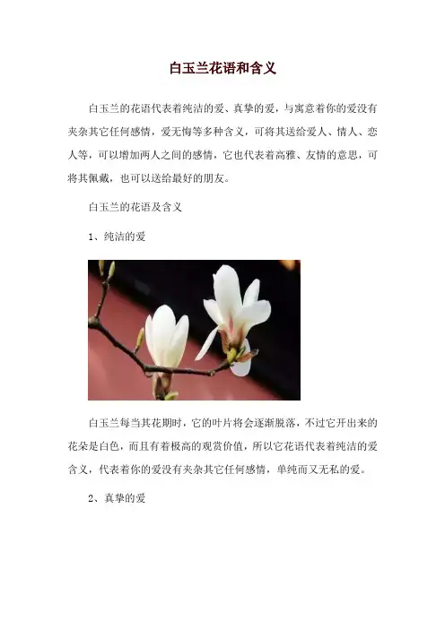 白玉兰花语和含义