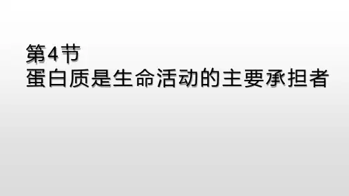 新教材高中生物人教版生物必修一第二章第4节  蛋白质是生命活动的主要承担者