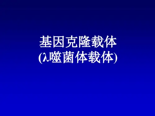 噬菌体