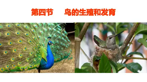 人教版八年级生物下册7.1.4  鸟的生殖和发育