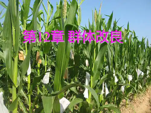 第12章-群体改良