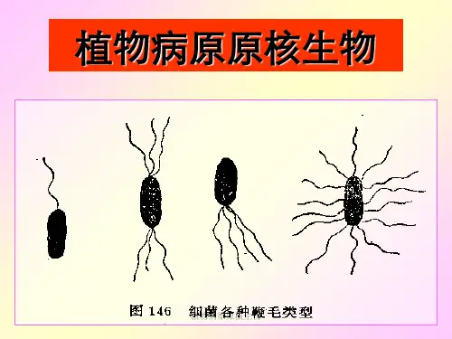 植物病原原核生物