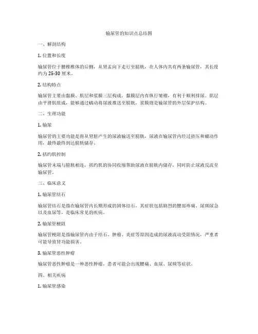 输尿管的知识点总结图