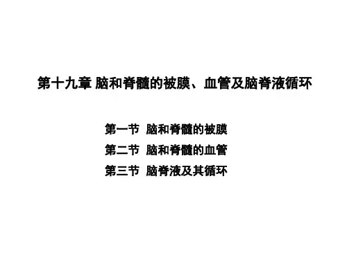 脑和脊髓的被膜、血管及脑脊液循环 课件