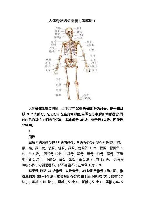 人体骨骼结构图谱（带解析）