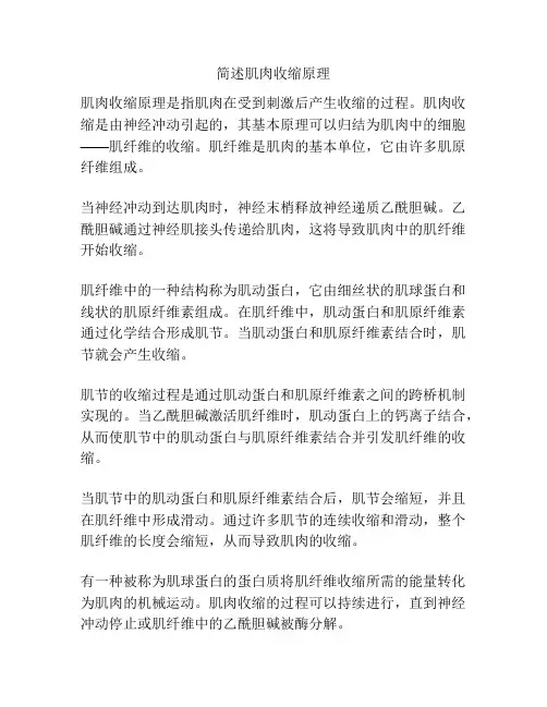 简述肌肉收缩原理