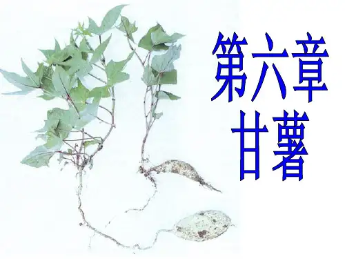 甘薯PPT