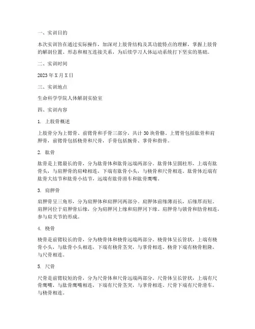 人体解剖实训报告上肢骨