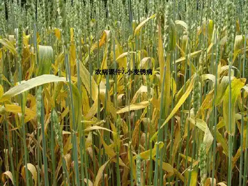 农病课件7.小麦锈病