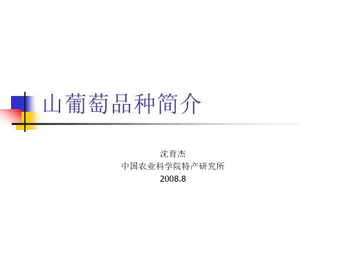 山葡萄品种简介