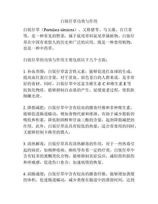 白饭仔草功效与作用