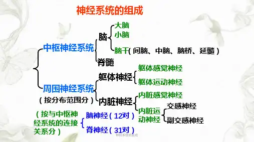 神经系统的组成ppt课件