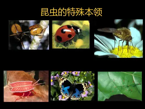 昆虫的特殊本领