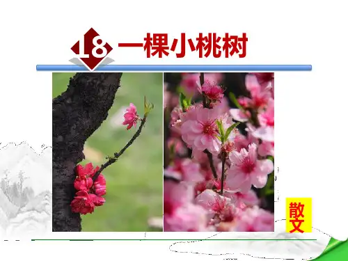部编版七年级下册语文《一棵小桃树》PPT优质教学说课复习课件