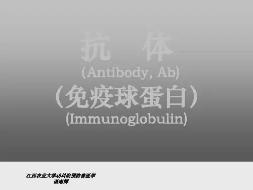 抗体PPT课件