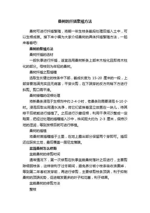 桑树的扦插繁殖方法