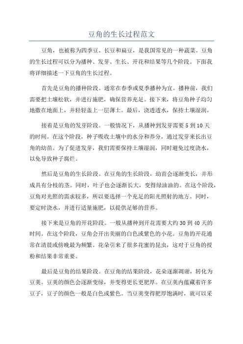豆角的生长过程范文
