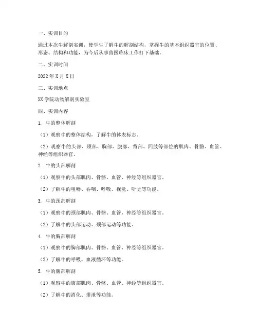 牛解剖实训报告范文