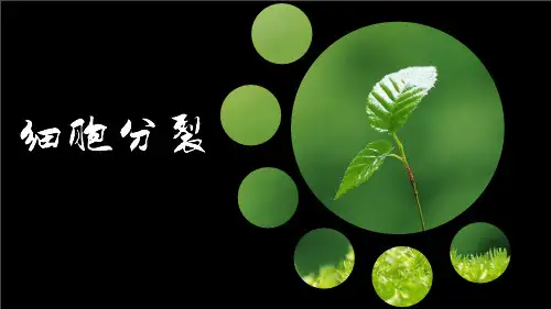 七年级上册233细胞分裂与分化课件1(18张)