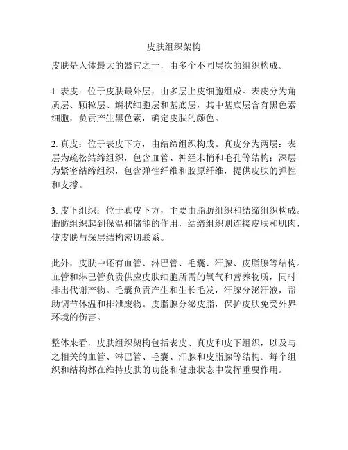 皮肤组织架构