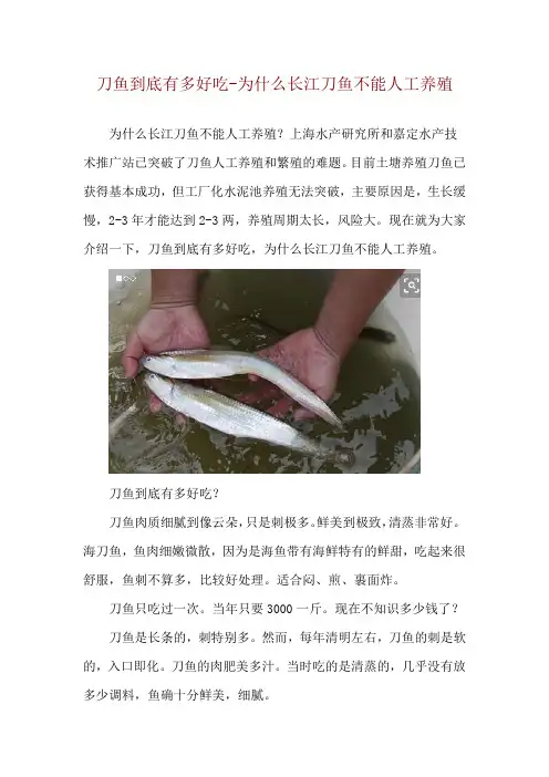 刀鱼到底有多好吃为什么长江刀鱼不能人工养殖