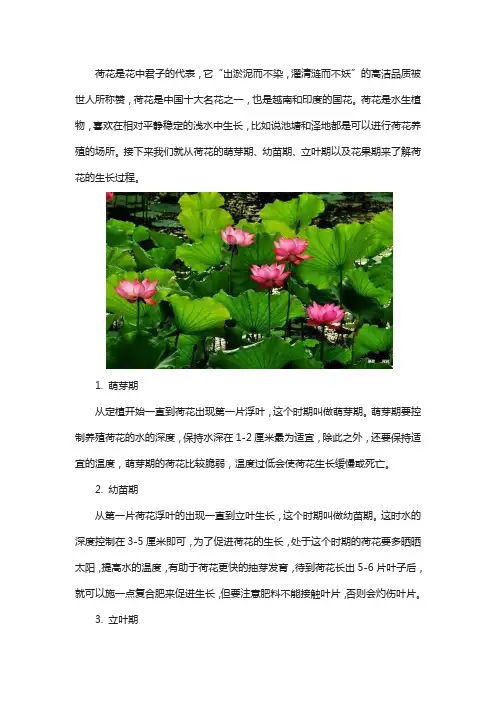 荷花的生长过程