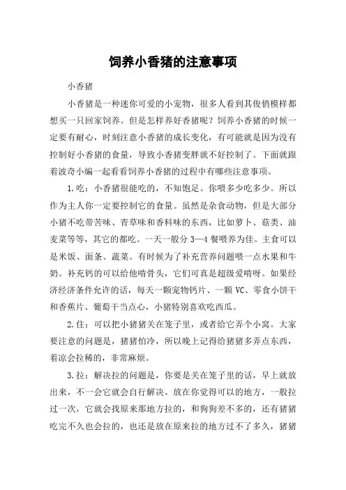 饲养小香猪的注意事项