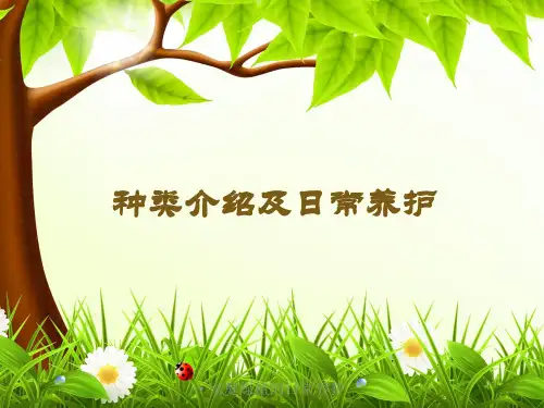 家庭绿植的日常养护 ppt课件
