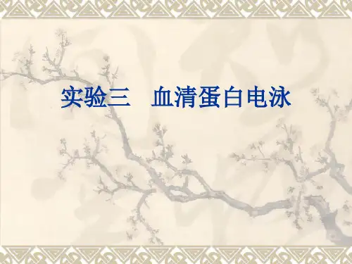 实验血清蛋白电泳