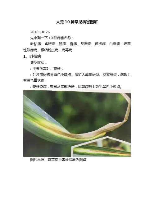 大蒜10种常见病害图解