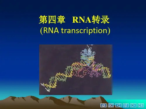 第五章RNA的转录图