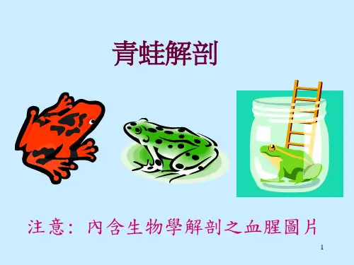 (医学课件)青蛙解剖