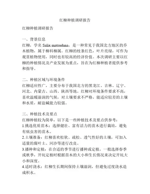 红柳种植调研报告
