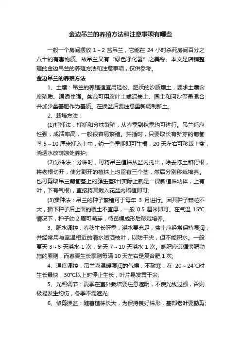 金边吊兰的养殖方法和注意事项有哪些