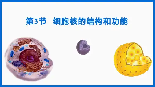 细胞核的结构和功能课件-高一上学期生物人教版必修1 (1)