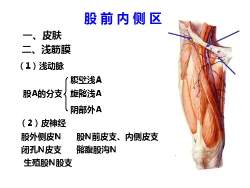 局部解刨学PPT：股前内侧区