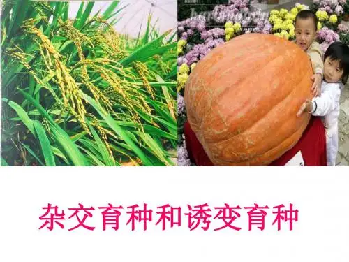 必修二第六章第一节杂交育种