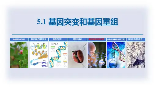 基因突变和基因重组-ppt课件