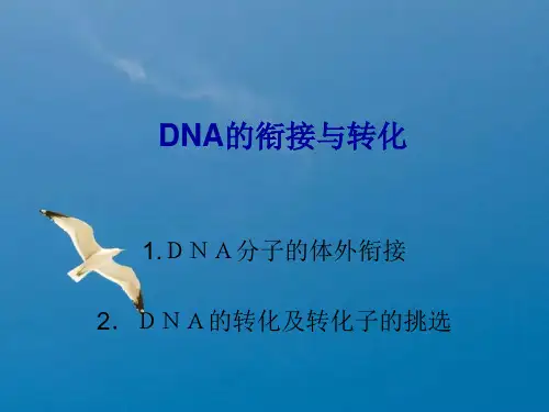 生物实验： dna连接与转化ppt课件