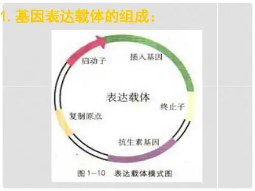 湖南省长沙市长郡中学高中生物 专题一 课题2 基因工程